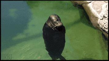 卖萌简直不能忍，它才是网红界NO.1