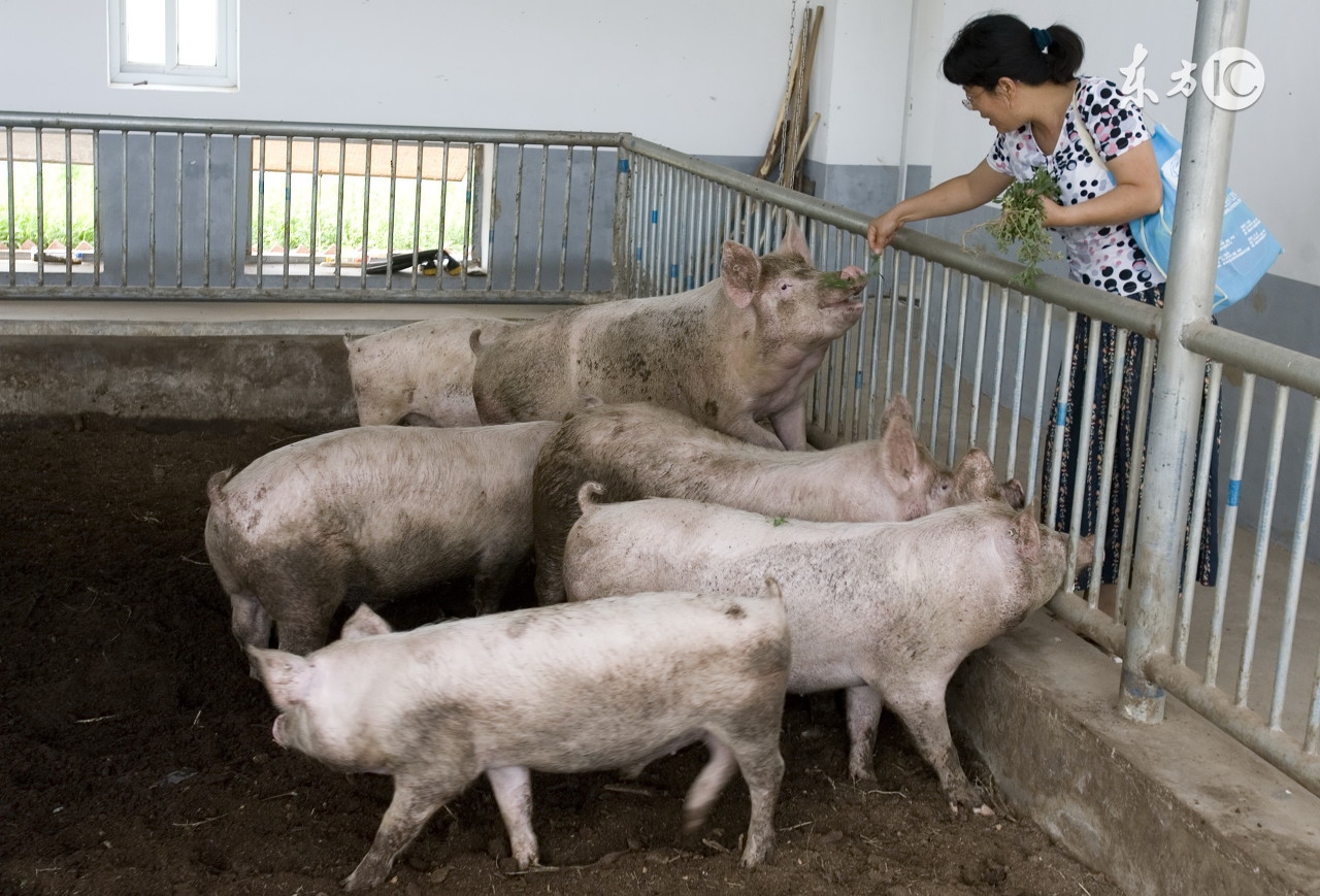 饲料中的霉菌毒素怎么去除,饲料霉菌毒素的危害