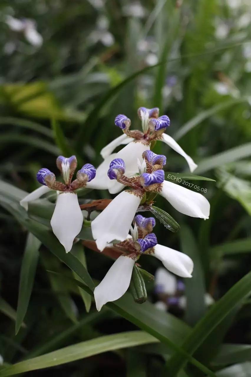 珠海赏花,现在珠海哪里赏花