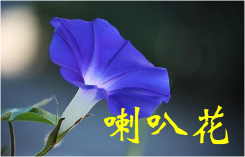 农村常见的43种中草药,农村常见却被忽略的草药