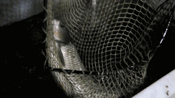 中山南头烧鹅网红美食排行榜,中山南头最好吃的烧鹅