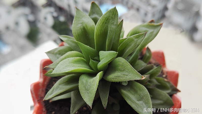 养十二卷需要什么,十二卷多肉夏天的养护方法