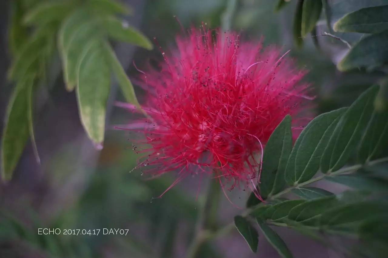 珠海赏花,现在珠海哪里赏花