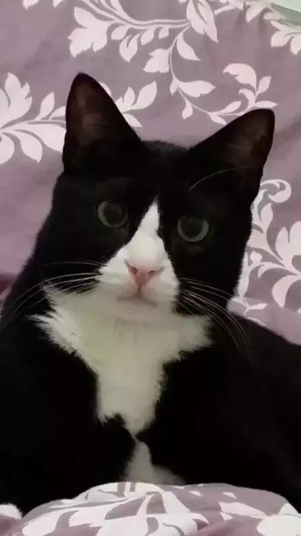 主人回家萨摩耶跑过来,萨摩耶与哈士奇争宠