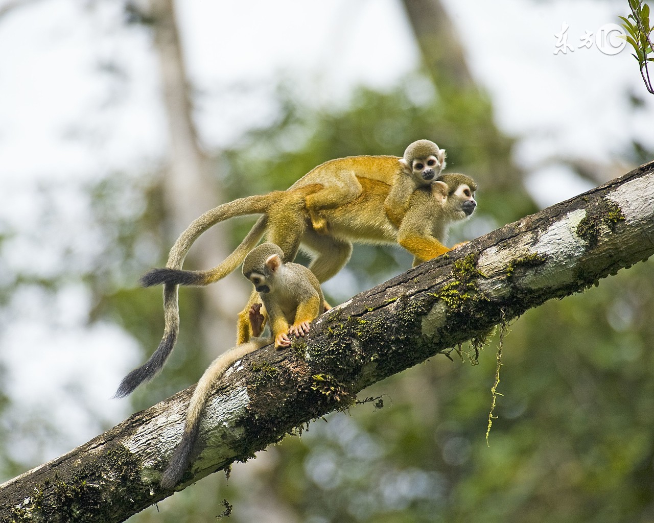把孩子背在身上的动物,不要把猴子背在身上