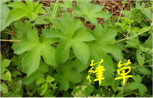 农村常见的43种中草药,农村常见却被忽略的草药