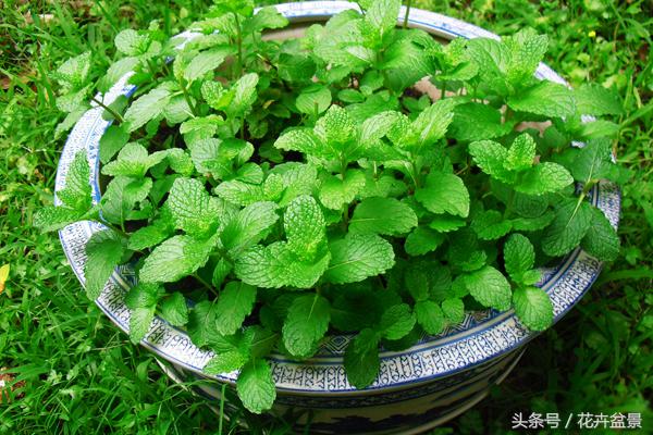 薄荷除了驱蚊还能做啥,有关薄荷的所有夏日饮品
