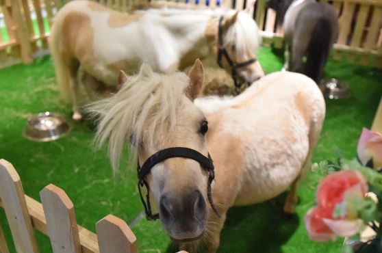 史诗马秀《特洛伊》落户鸟巢，投资超2亿