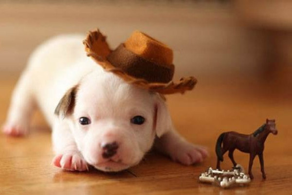 狗狗拉肚子的最快解决办法,狗狗拉肚子不怎么严重怎么办