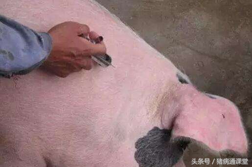 猪青霉素过量中毒的怎么治,猪用土霉素过量中毒的处理