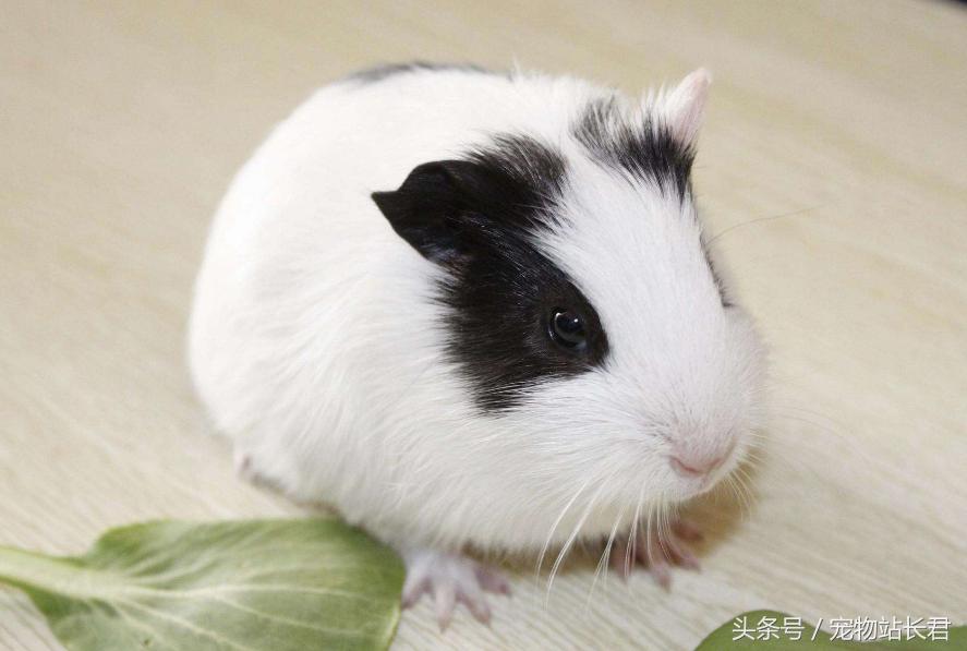 怎么挑选性格好粘人的荷兰猪,荷兰猪粮食怎么挑选视频