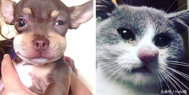 哭笑不得！猫狗大战蜜蜂后……主人该如何及时护理？