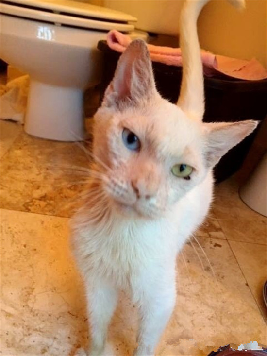 一只被伤害的流浪猫，被好心人救了之后，发生猫咪是那么的美丽？