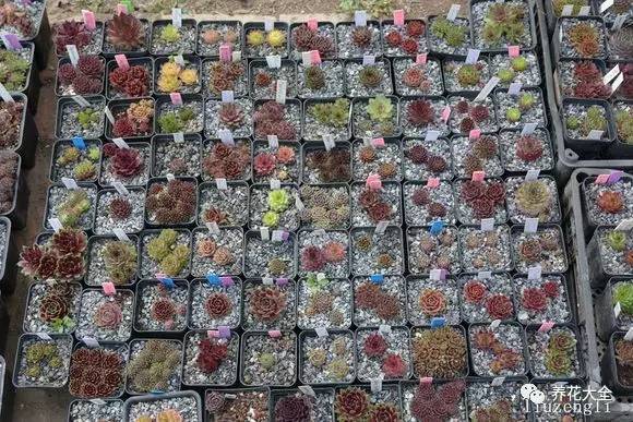 多肉有毒到底有多可怕 (各种多肉有毒吗)