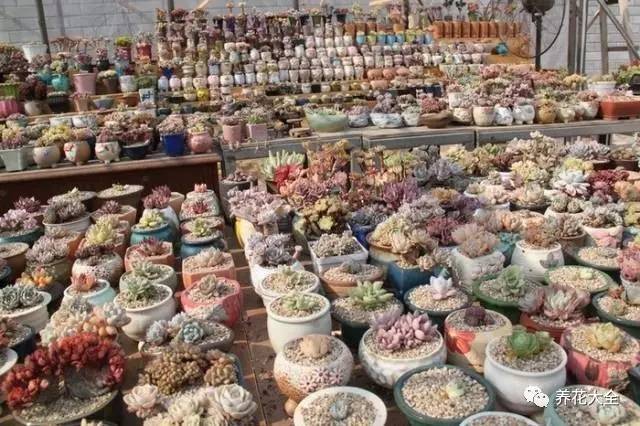 多肉有毒到底有多可怕 (各种多肉有毒吗)