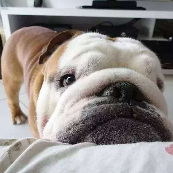 英国斗牛犬为什么不好养,英国斗牛犬好养吗