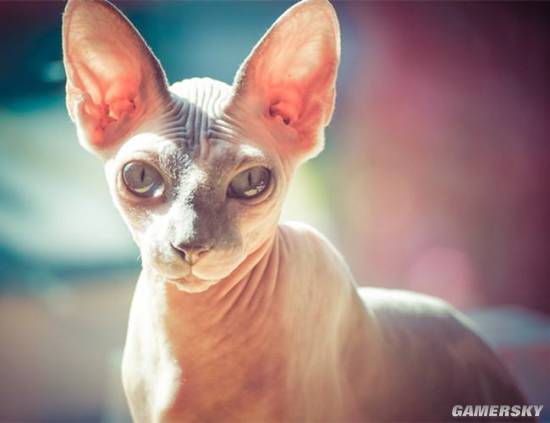 八大珍稀猫,十大名贵猫大黑猫多少钱