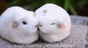 怎么挑选性格好粘人的荷兰猪,荷兰猪粮食怎么挑选视频