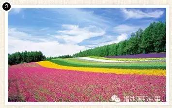 哪里的花海合适拍婚纱照,北京花海婚纱照