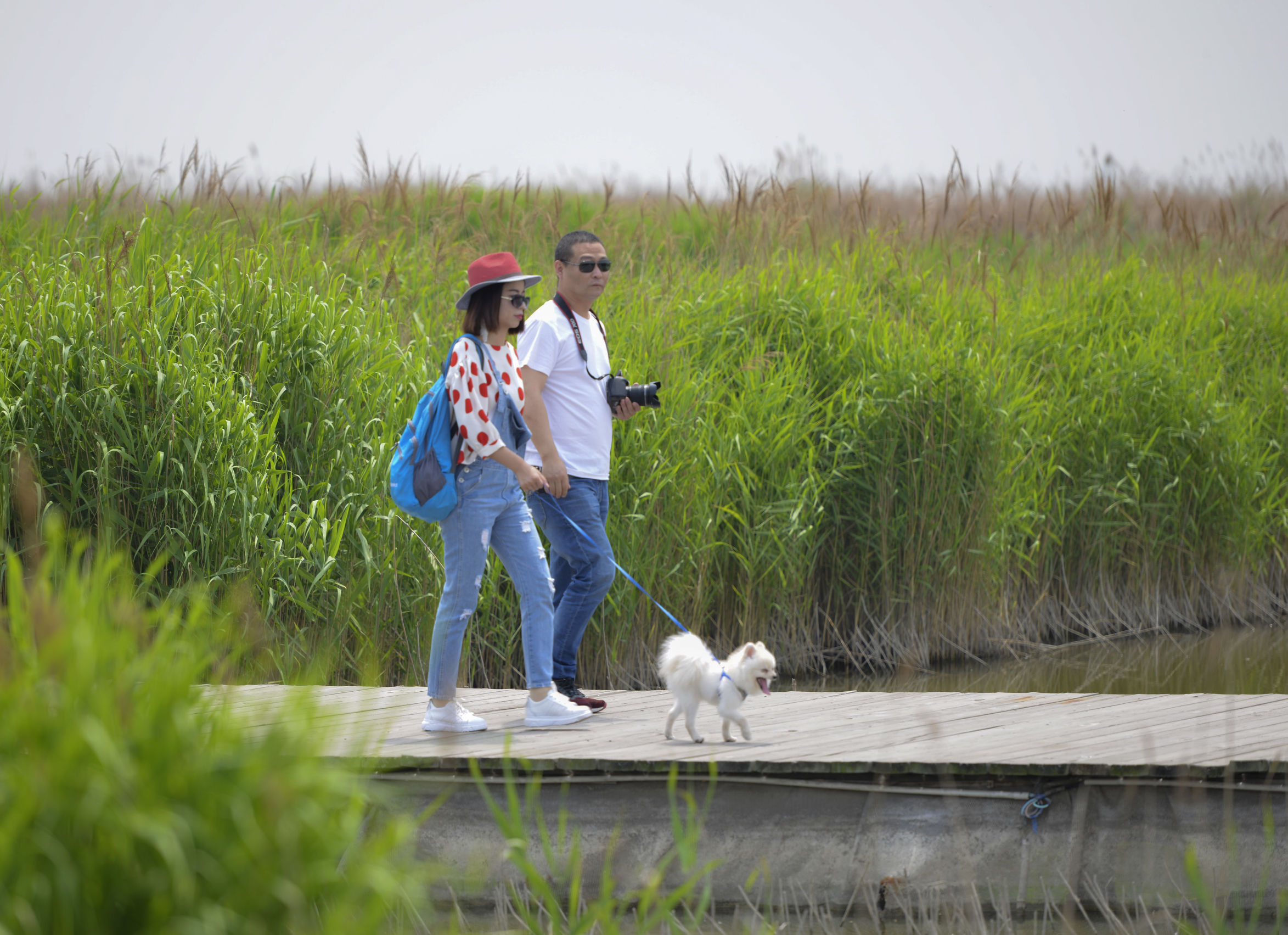 曹妃甸曹妃事件,曹妃甸区曹妃