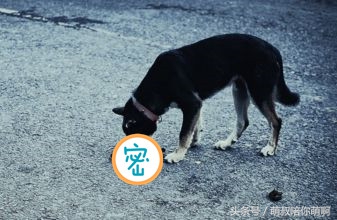 如何改变狗狗乱拉便便的坏习惯,怎么纠正狗狗乱上厕所