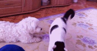 你身边有这么贱的人吗,你身边有没有很贱的人