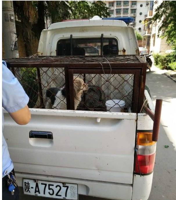 如何正确保护狗不被抓,抓狗的好方法