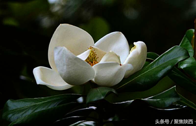 宝鸡：广玉兰我的最爱你是那样的高雅