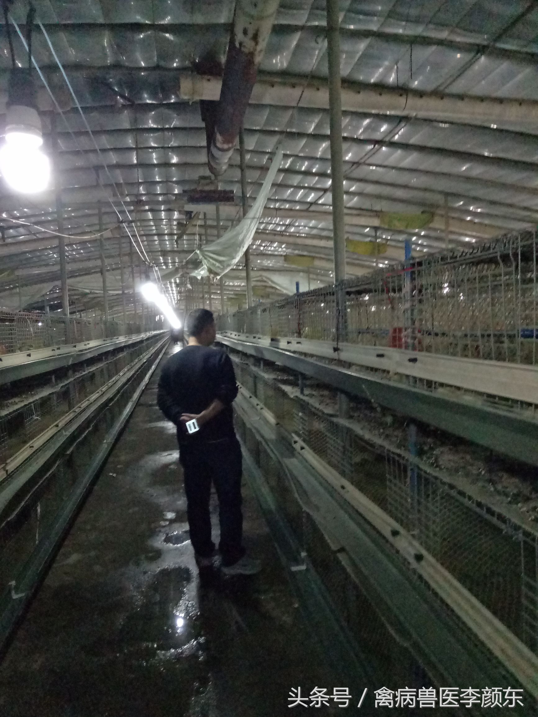 选择自动化设备技术指导,鲁泰自动化笼养设备