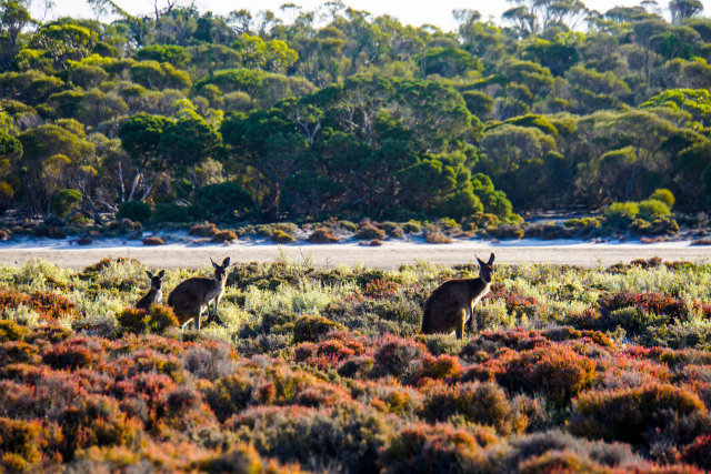 澳洲｜有人在澳大利亚住了一辈子，也没有听说过这样的生活方式