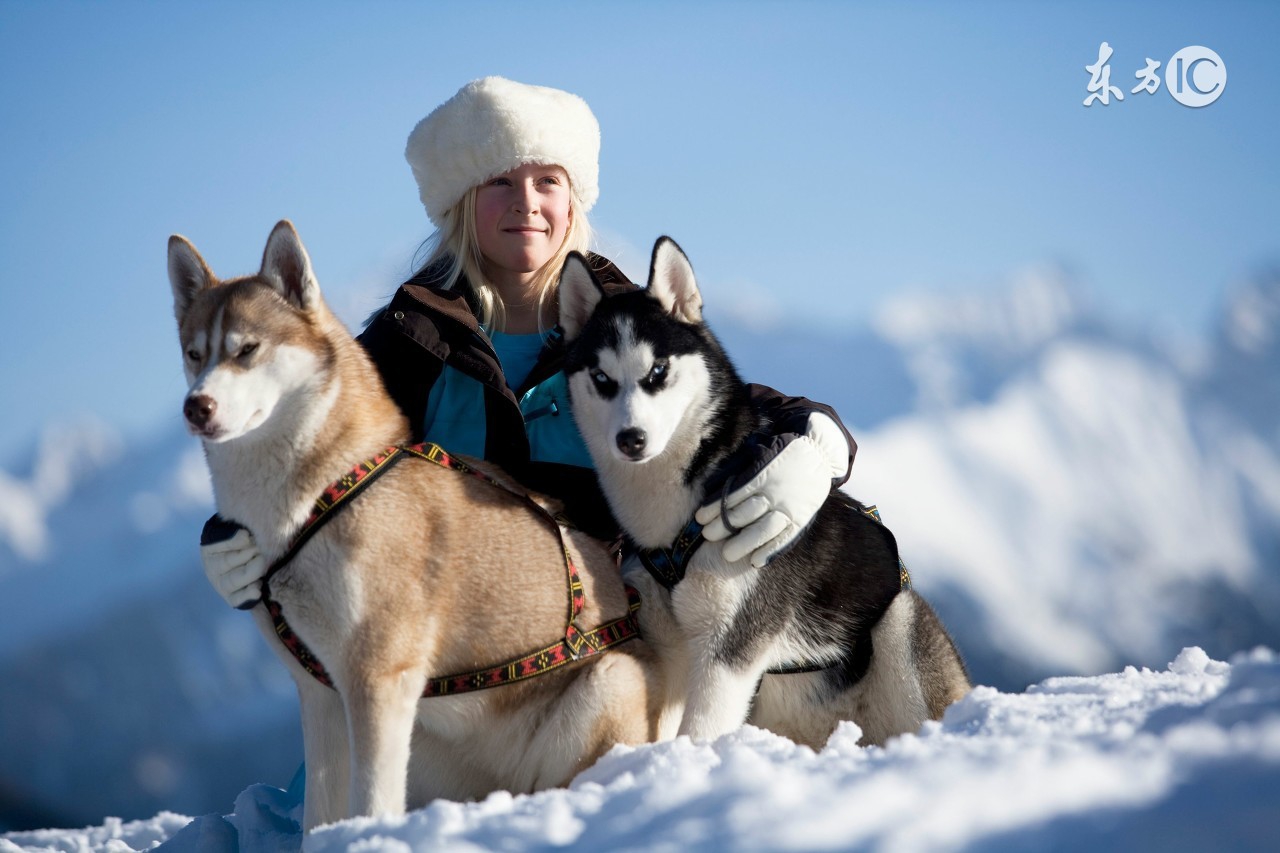 怎么分辨阿拉斯加犬和哈士奇幼犬,阿拉斯加雪橇犬vs西伯利亚哈士奇