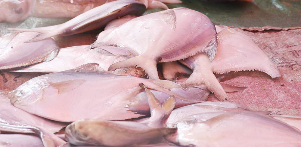 经典海鲜摄影图片,鲜活海鲜摄影技巧