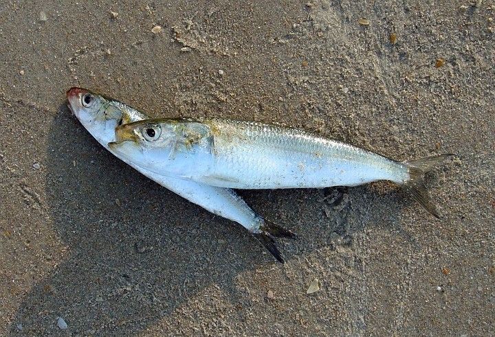 鱼油中高浓度的omega-3脂肪酸,omega3鱼油营养表