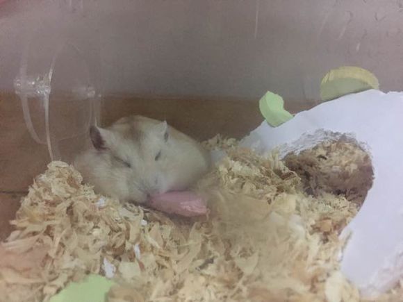 冬天仓鼠一动不动还扁了,仓鼠从桌子上掉下去变得非常急躁