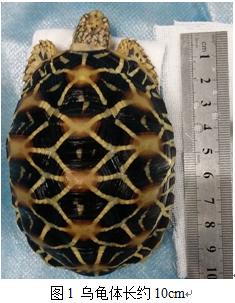 苏卡达陆龟膀胱结石,龟膀胱结石的原因以及治疗方法