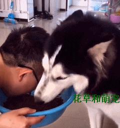 哈士奇不喂狗粮自己可以喂什么吃,二哈哈士奇吃狗粮