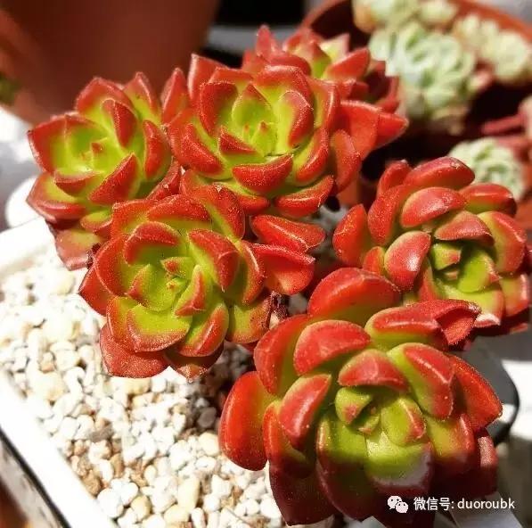 多肉蒂亚小苗怎么养才能爆盆,多肉植物火焰蒂亚徒长了怎么办