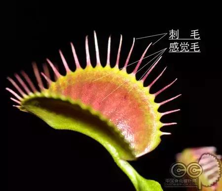 捕蝇草的一些知识,捕蝇草到底应该怎么养