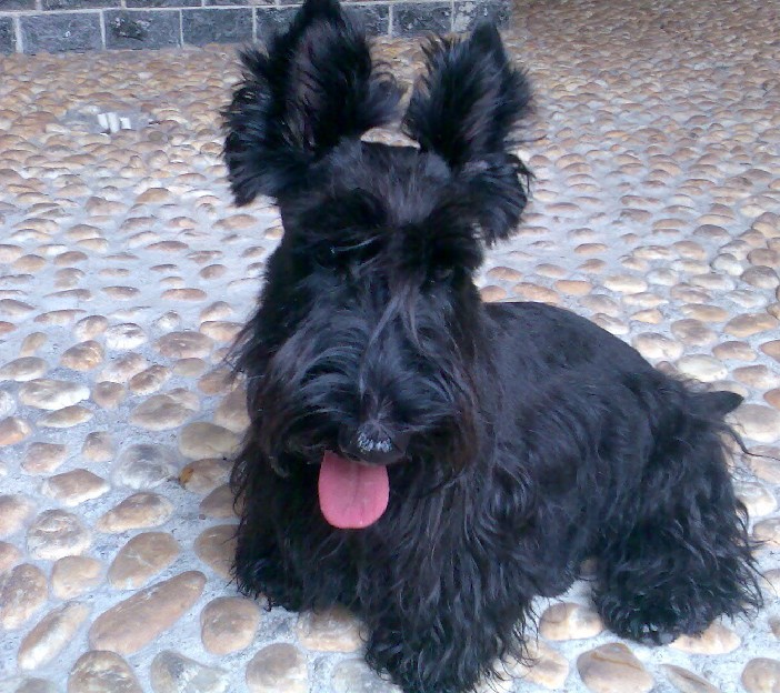 盘点全网最精的狗狗,全网狗狗大合集