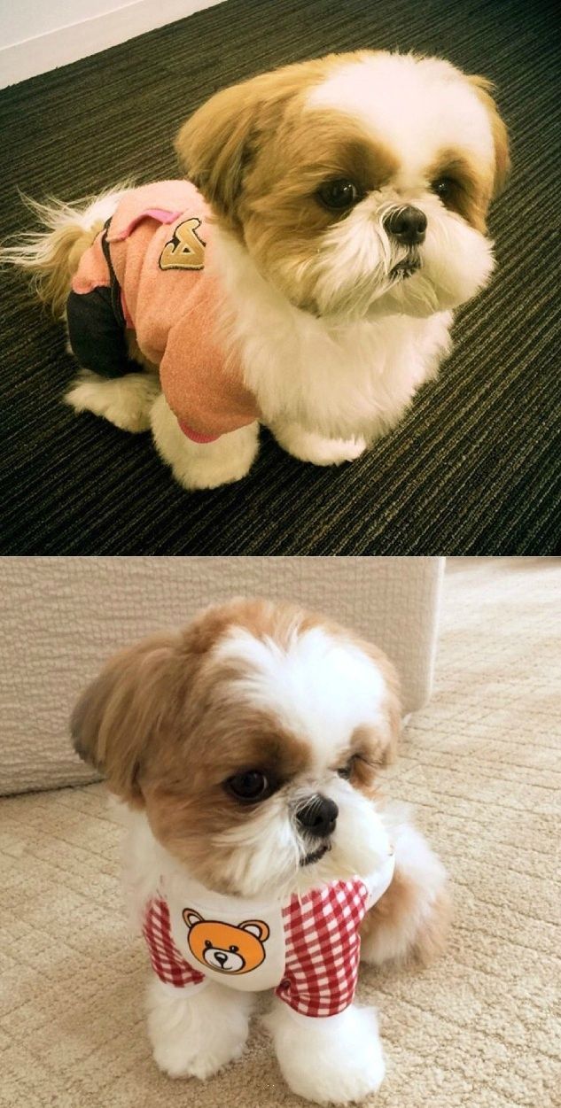 盘点全网最精的狗狗,全网狗狗大合集