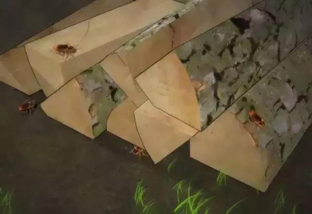 敌敌畏灭蟑螂最佳方法,快速灭蟑螂的6大方法