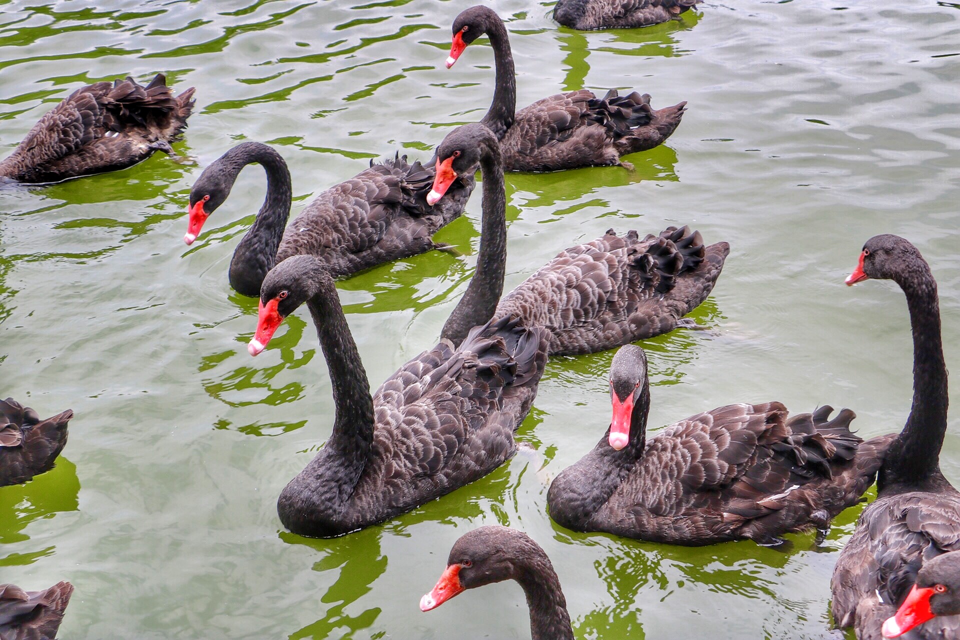 一月广州长隆野生动物园游玩攻略,长隆海洋王国不可错过