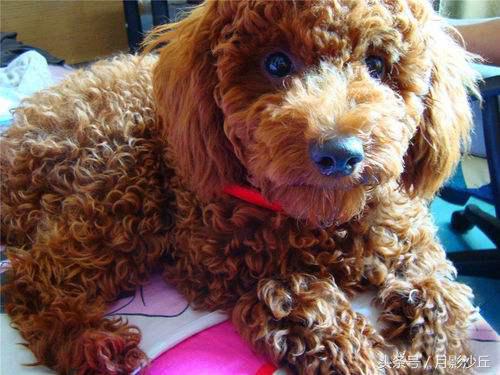 怀孕期间泰迪注意事项,泰迪犬切除子宫后该注意什么