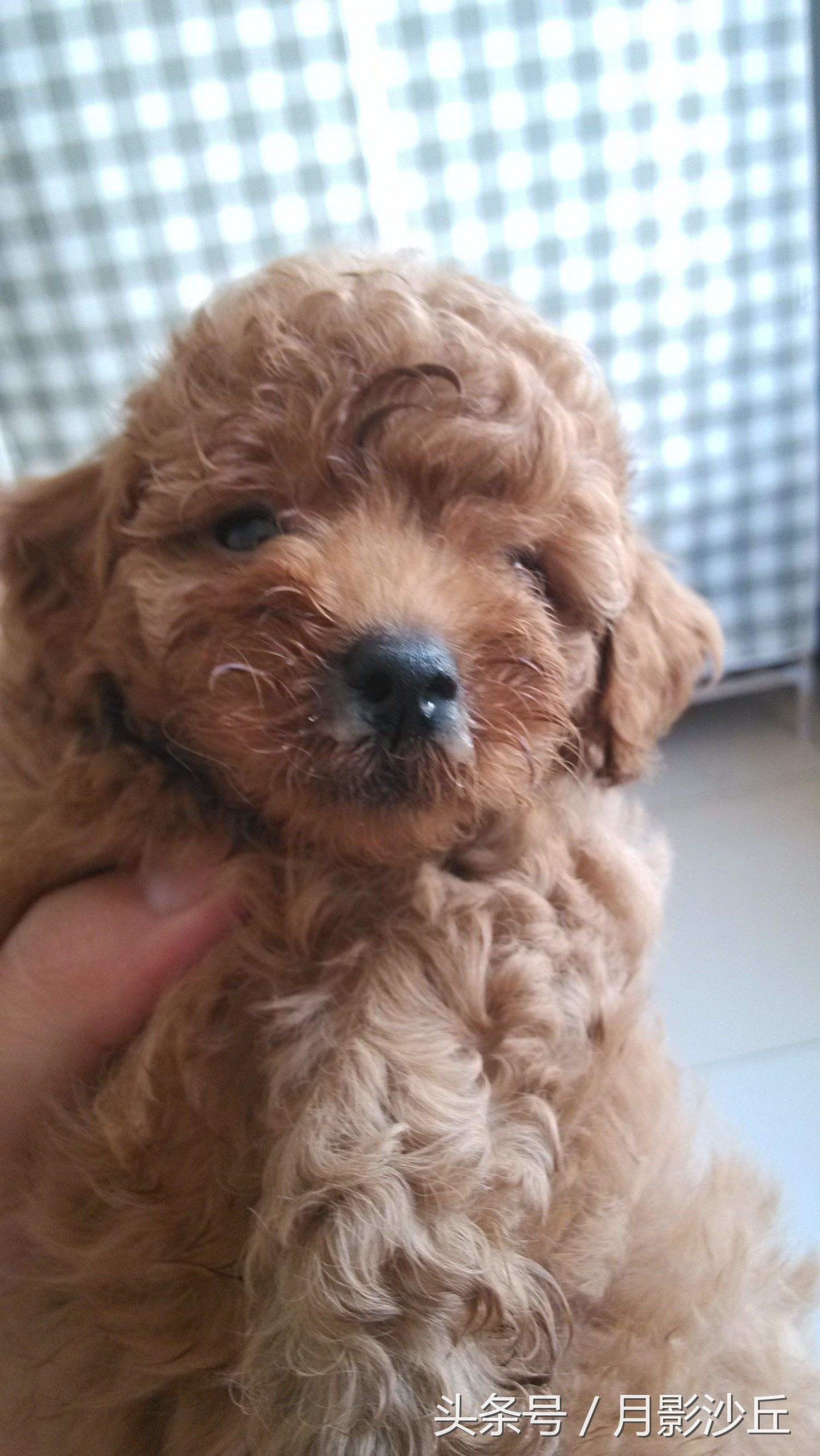 泰迪狗感冒症状严重了怎么办,泰迪犬感冒有哪些症状