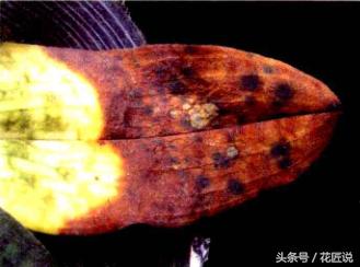 阳台种植蔬菜病害,阳台花卉常见病虫害及防治