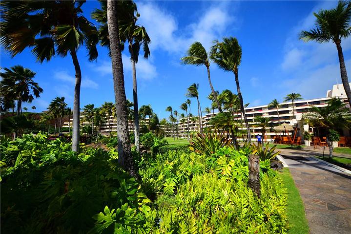 骨灰级探险视频,水上运动场夏威夷maui岛浮潜