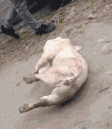 小胖子太有潜力,小胖子有什么潜力