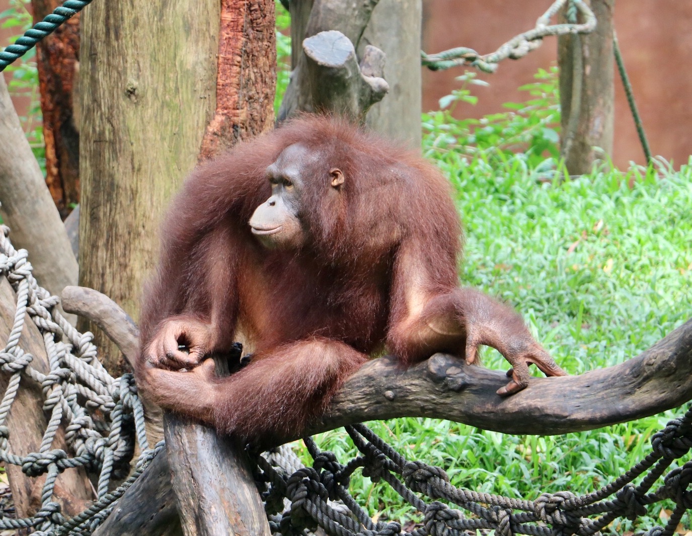 一月广州长隆野生动物园游玩攻略,长隆海洋王国不可错过