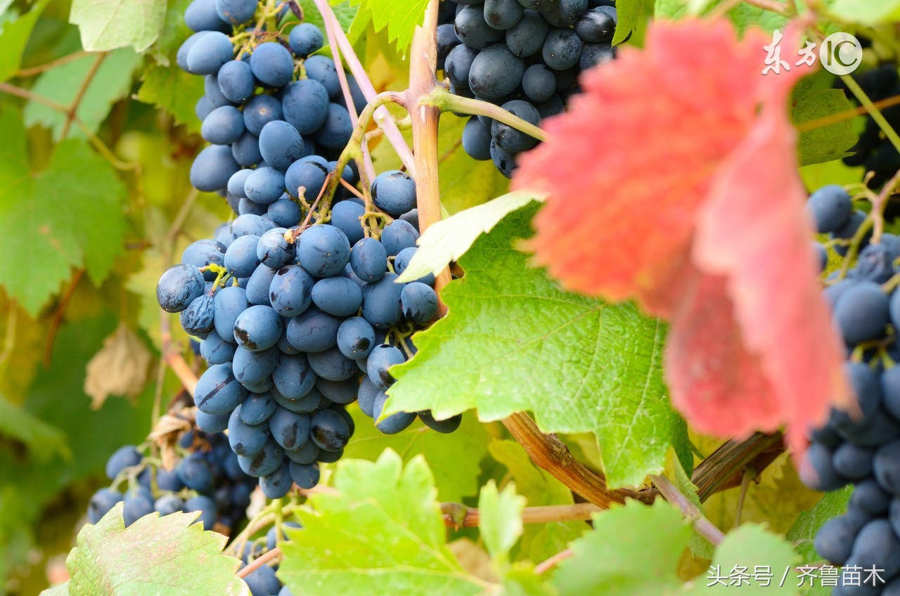 葡萄果粒发软怎么办,葡萄果梗细果粒小怎么办