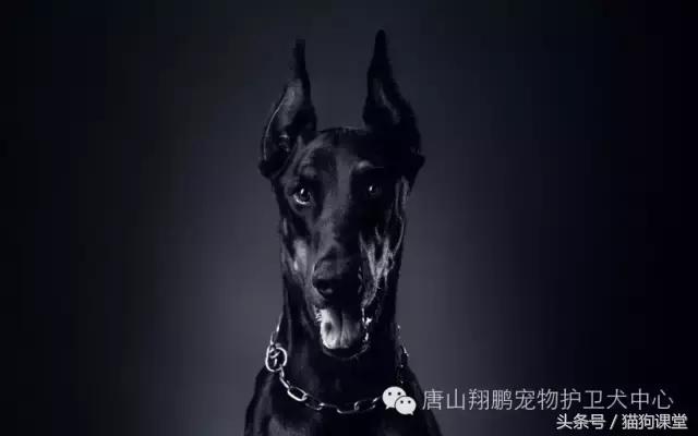 杜宾犬详细介绍,杜宾犬犬种多少钱